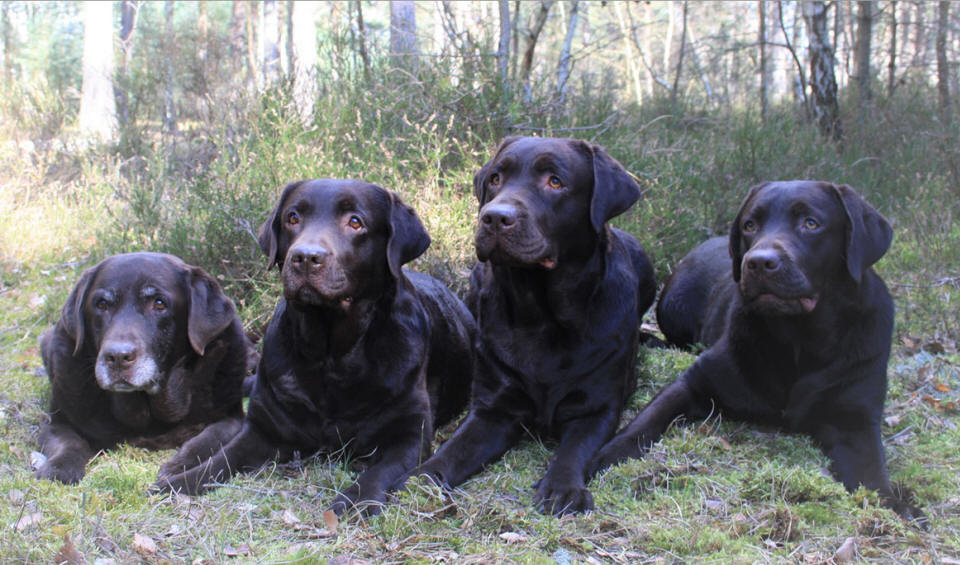 Fyra generationer